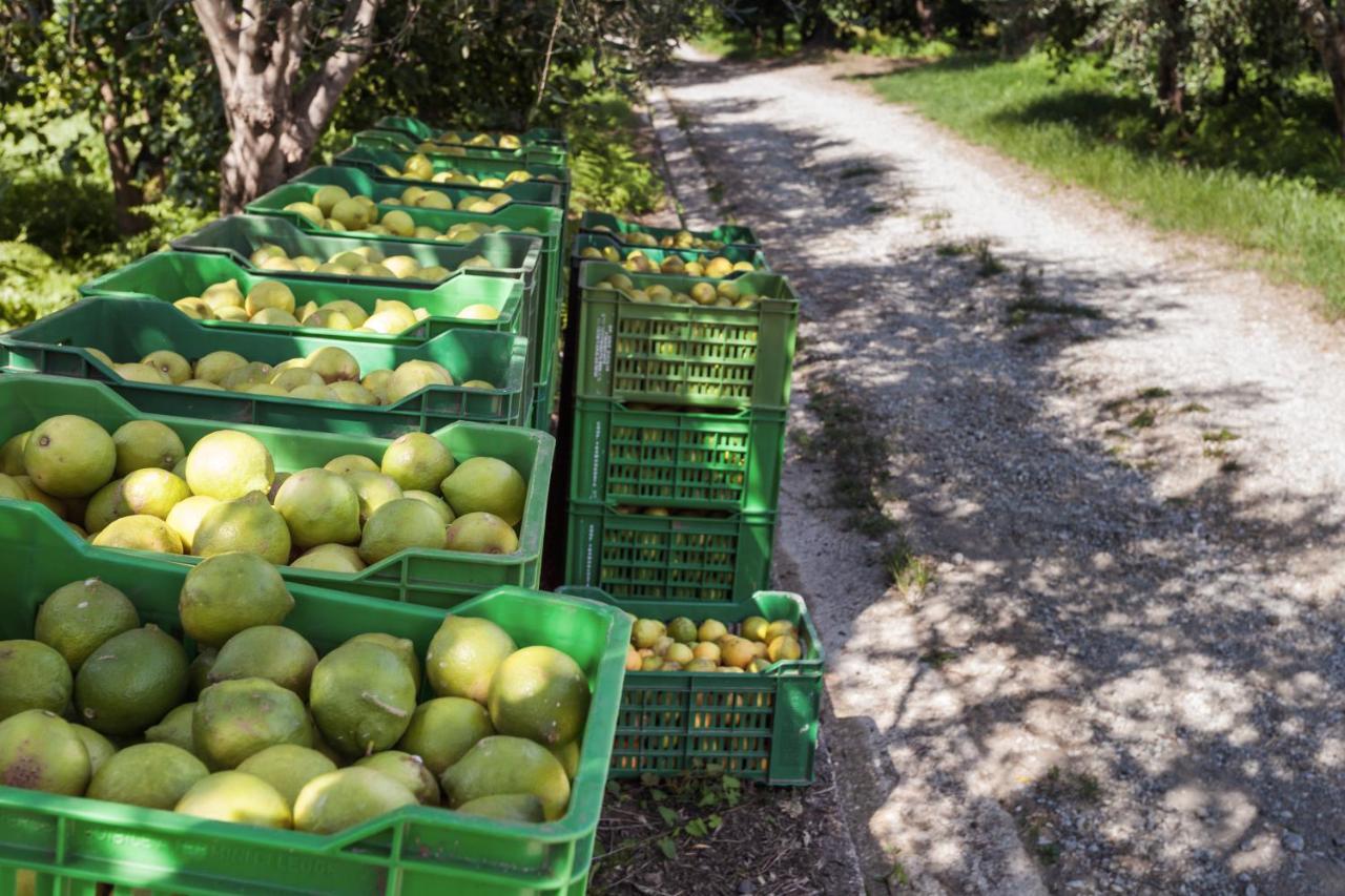 Penzion Agricontura Capri Leone Exteriér fotografie